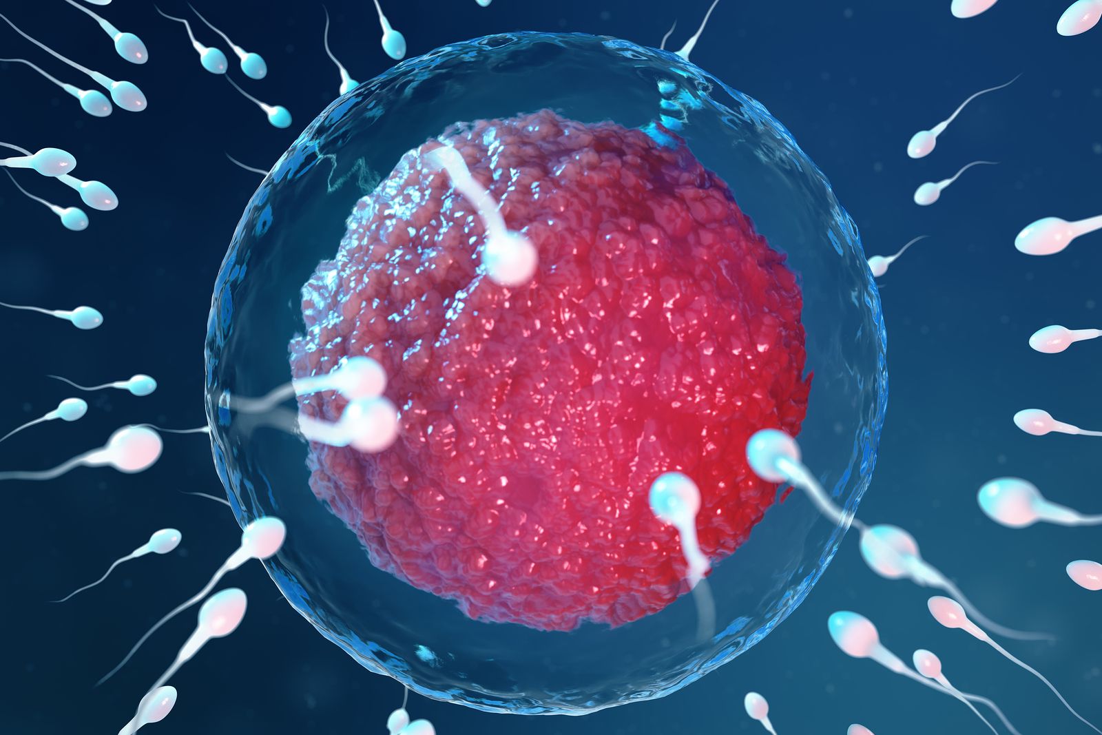 https://www.65ymas.com/uploads/s1/37/13/21/bigstock-d-illustration-sperm-and-egg-294415654.jpeg