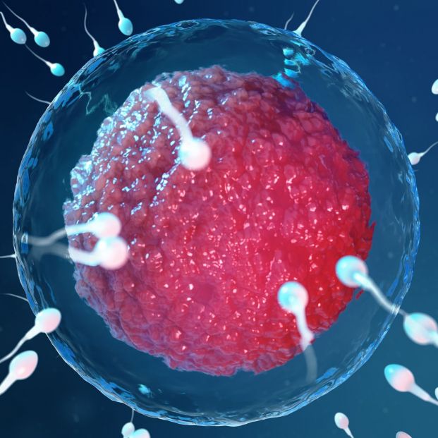 ¿Afecta el coronavirus a los espermatozoides o los óvulos? ¿Afecta el coronavirus a los espermatozoides o los óvulos?