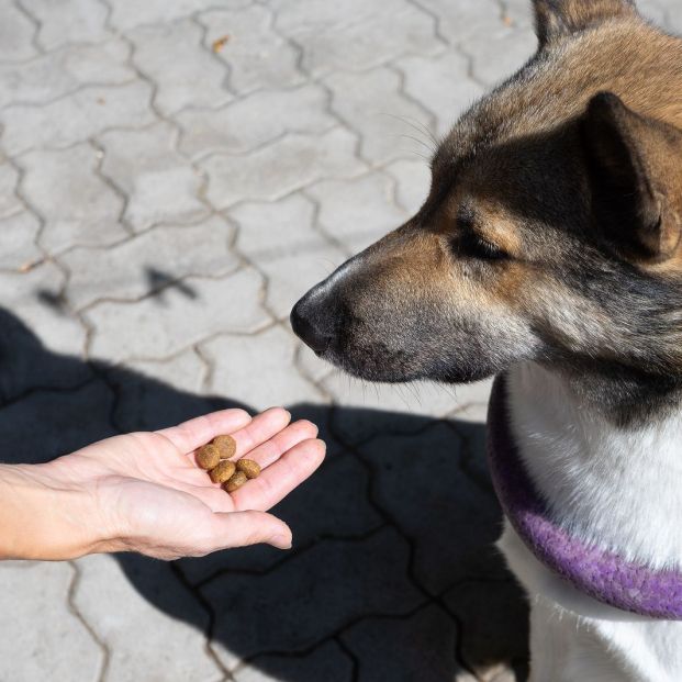 Recompensas cuando se adiestra a un perro (bigstock)