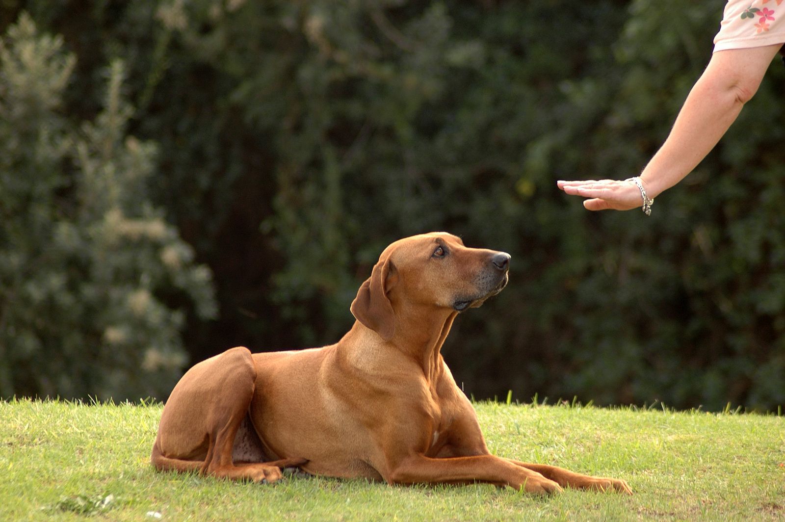 Sigue estos consejos para que tu perro aprenda a obedecer