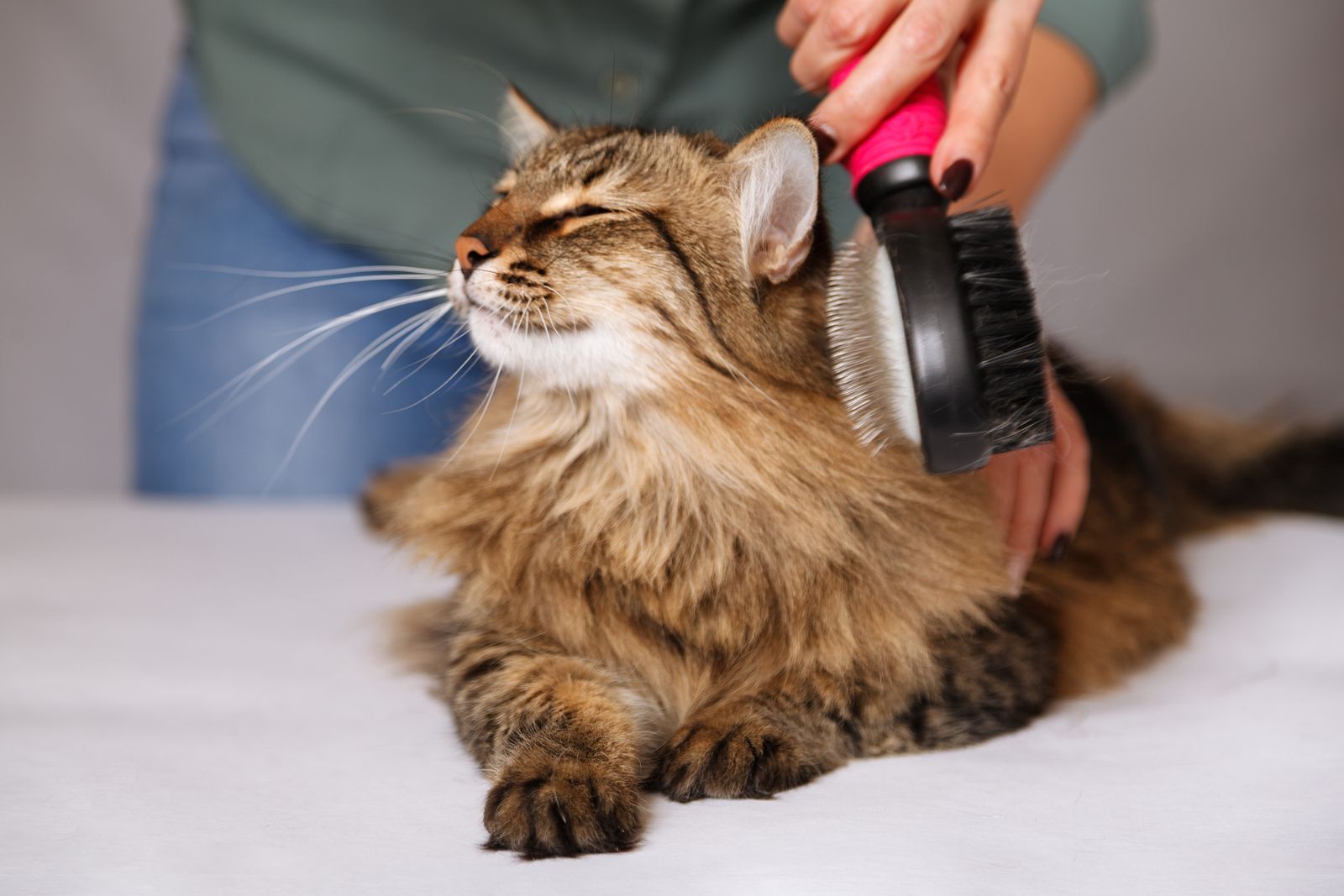 Cuidar el pelo y la piel de nuestras mascota (bigstock)