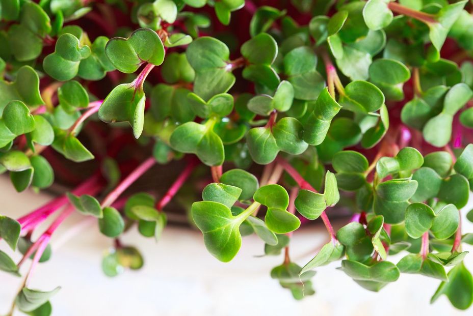 bigstock Radish Microgreens Sprouting  362468740