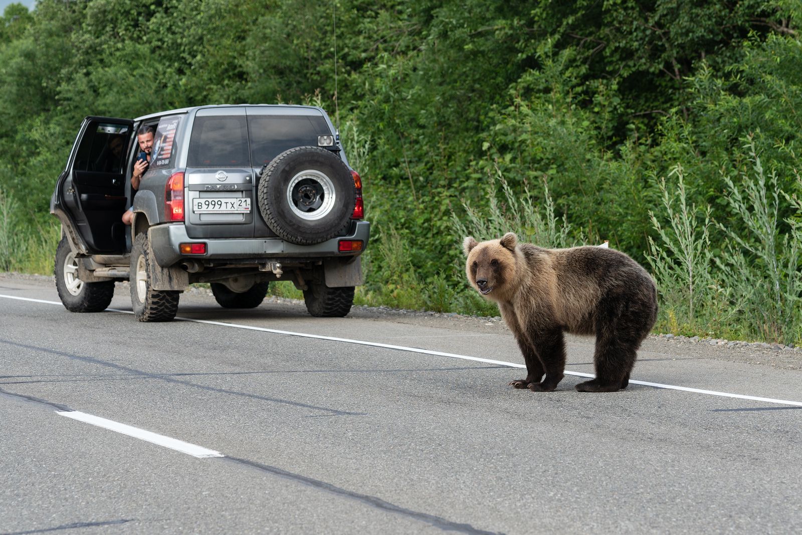 Cómo actuar si te encuentras con un animal en mitad de la carretera