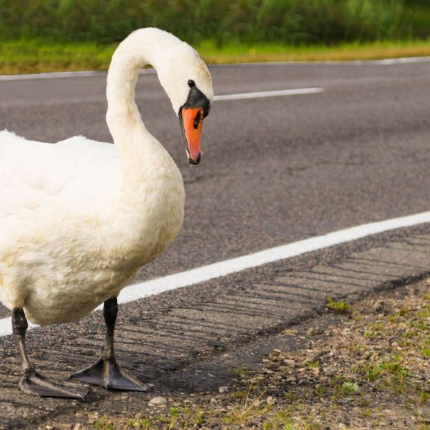 bigstock Animal On The Road Alone Swan 367969882