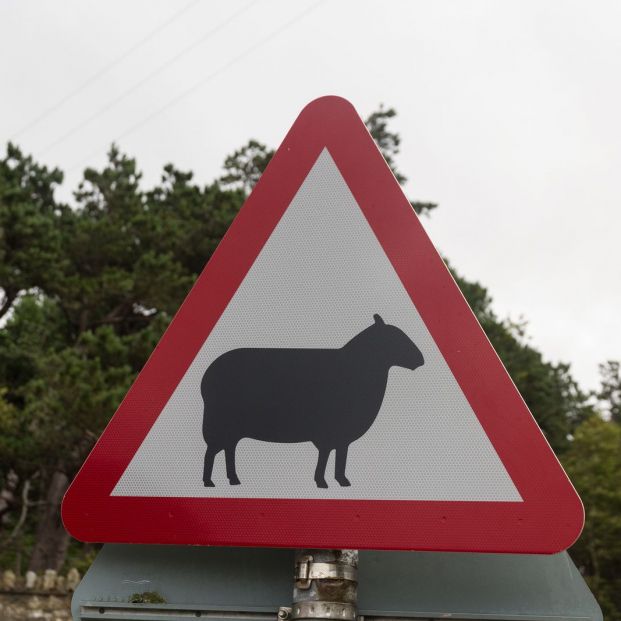 bigstock Sheep On Road Triangular Warn 90105767