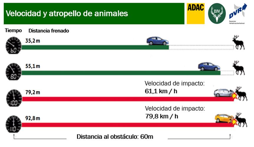 velocidad y atropello de animales