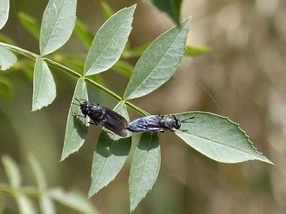Cómo prevenir o curar picaduras de la mosca negra
