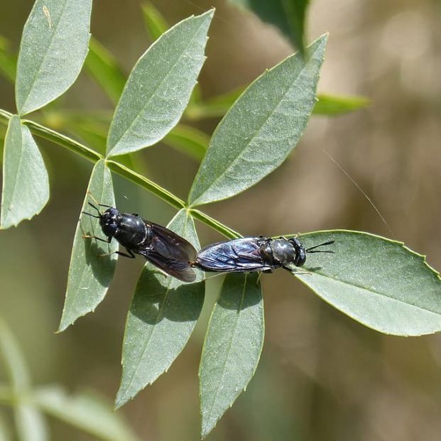 ¿Qué es la mosca negra?