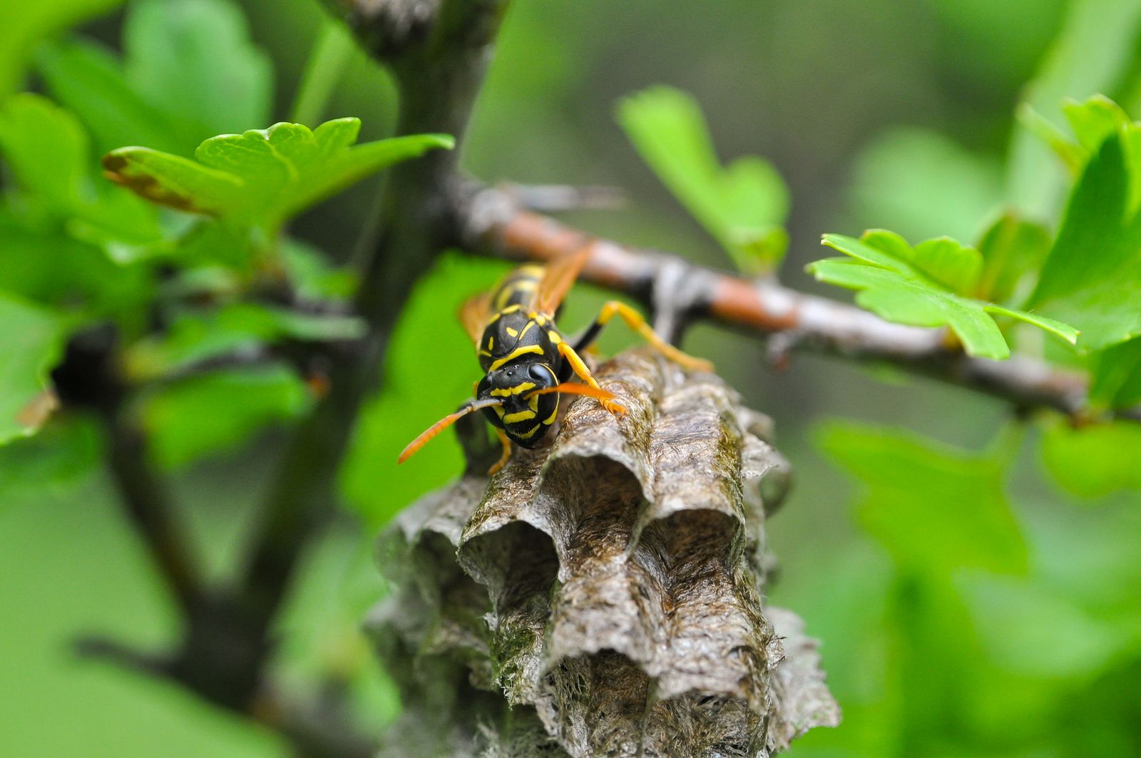 Las especies invasoras más temidas