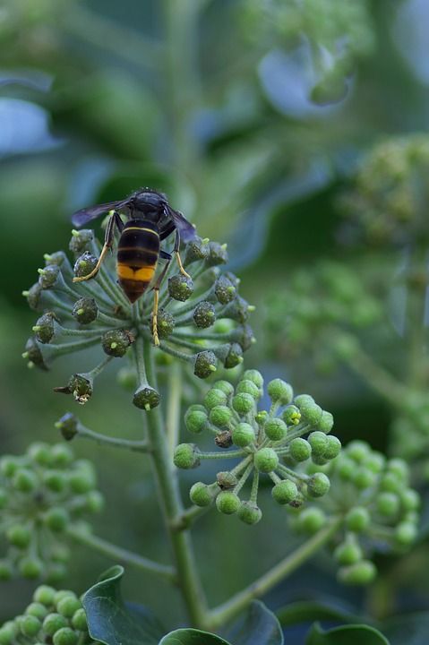 Hallan una flor desconocida con una avispa en una tumba de 30 millones de años