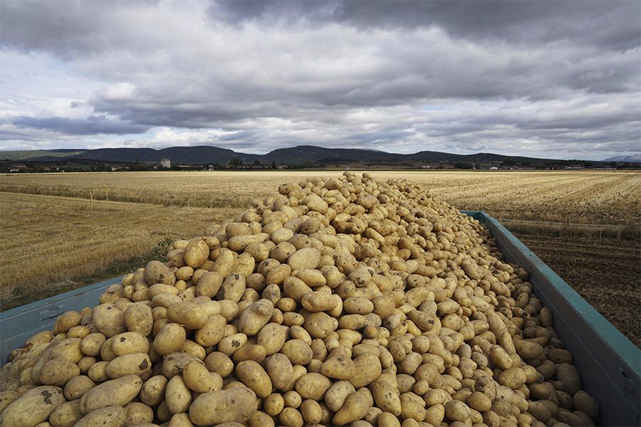 patata mercadona campo