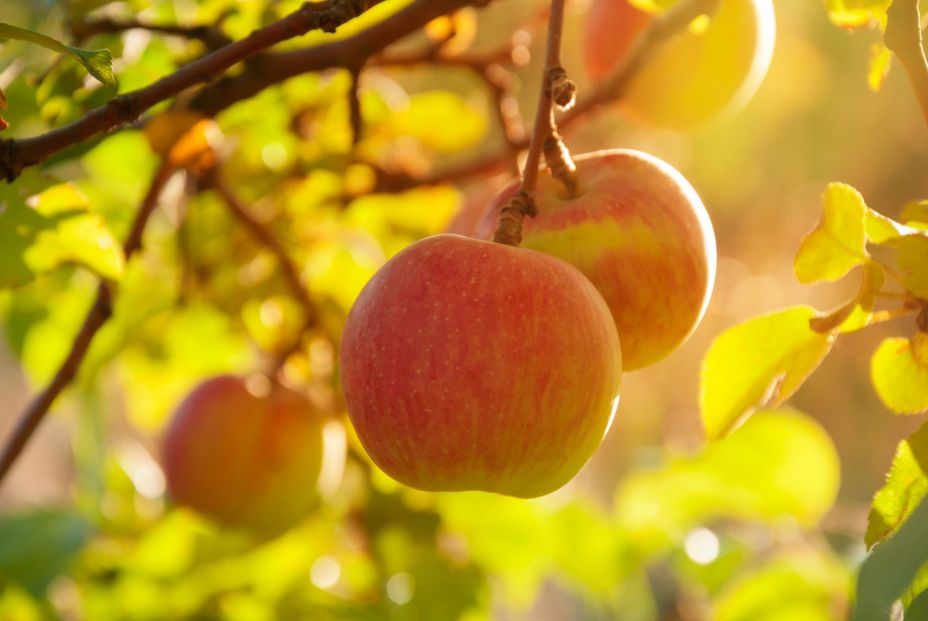 bigstock Ripe Appetizing Red Apples On  355660172