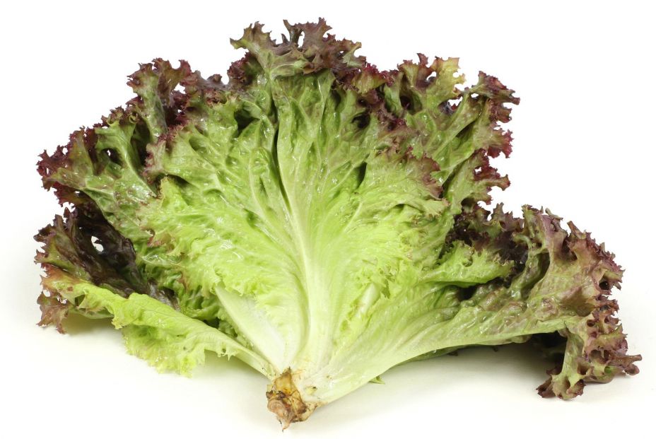 bigstock Fresh lettuce on white backgro 10538561