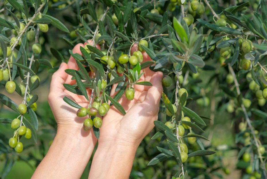 Los chinos solo toman aceite de oliva español