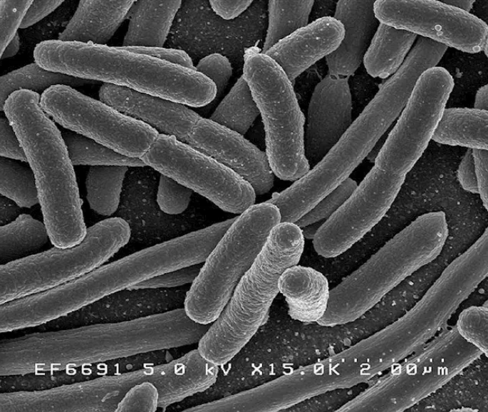 'Nanoesponjas'. Foto: Europa Press 'Nanoesponjas'. Foto: Europa Press