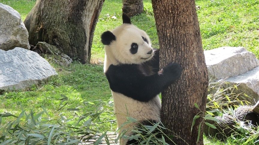 zoo aquarium celebra segundo cumpleanos chulina cria panda gigante