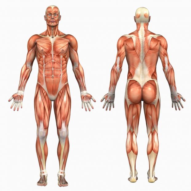 bigstock Human Anatomy  Male Muscles 411004
