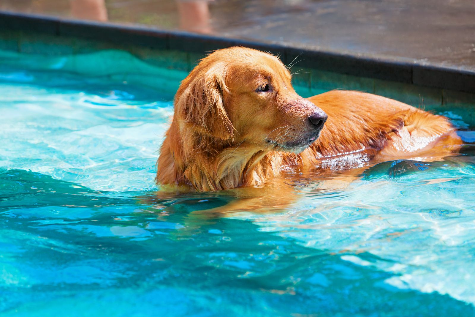 Consejos para proteger a nuestras mascotas del calor