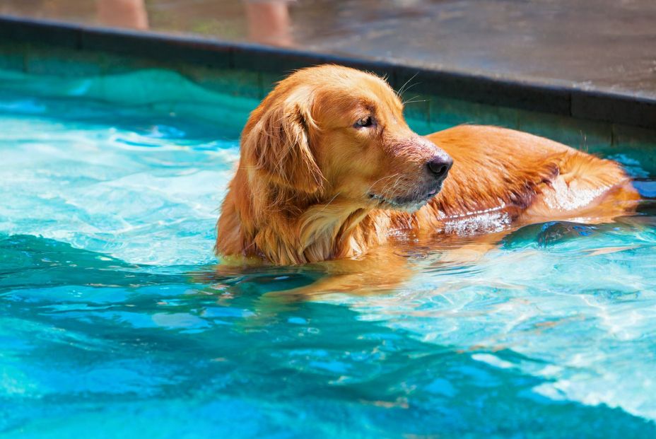 Consejos para proteger a nuestras mascotas del calor