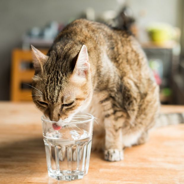 bigstock cat drink water on the table a 264977404