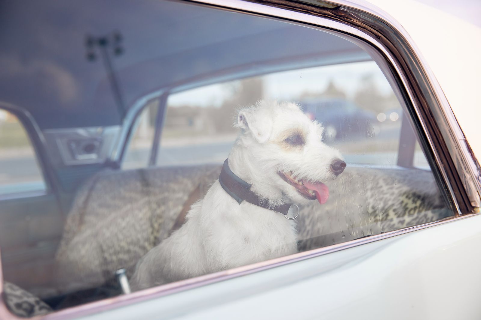 ¿Está permitido romper el cristal de un coche para salvar a un perro? La policía lo aclara
