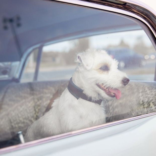 Nunca dejes a tu perro encerrado en el coche en verano