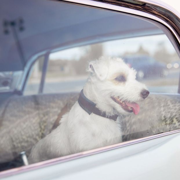 bigstock Dog Alone Is Locked In Car On  327003184