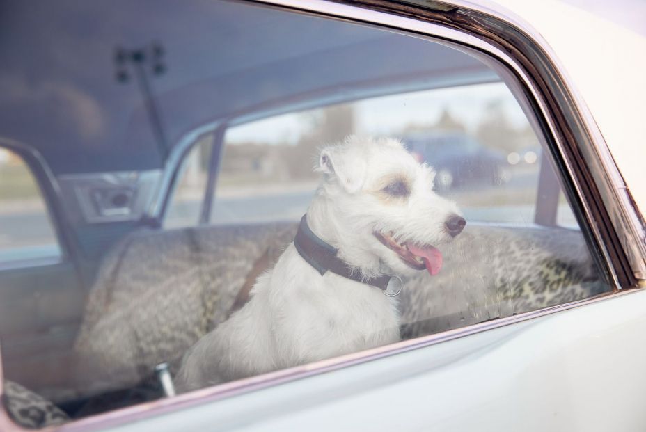 ¿Está permitido romper el cristal de un coche para salvar a un perro? La policía lo aclara