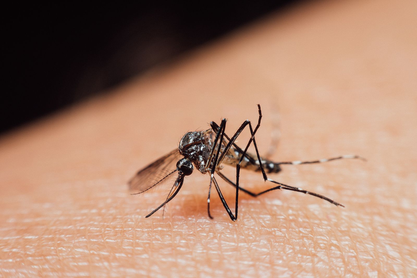 ¿Qué es el Zika? Síntomas, causas y tratamientos