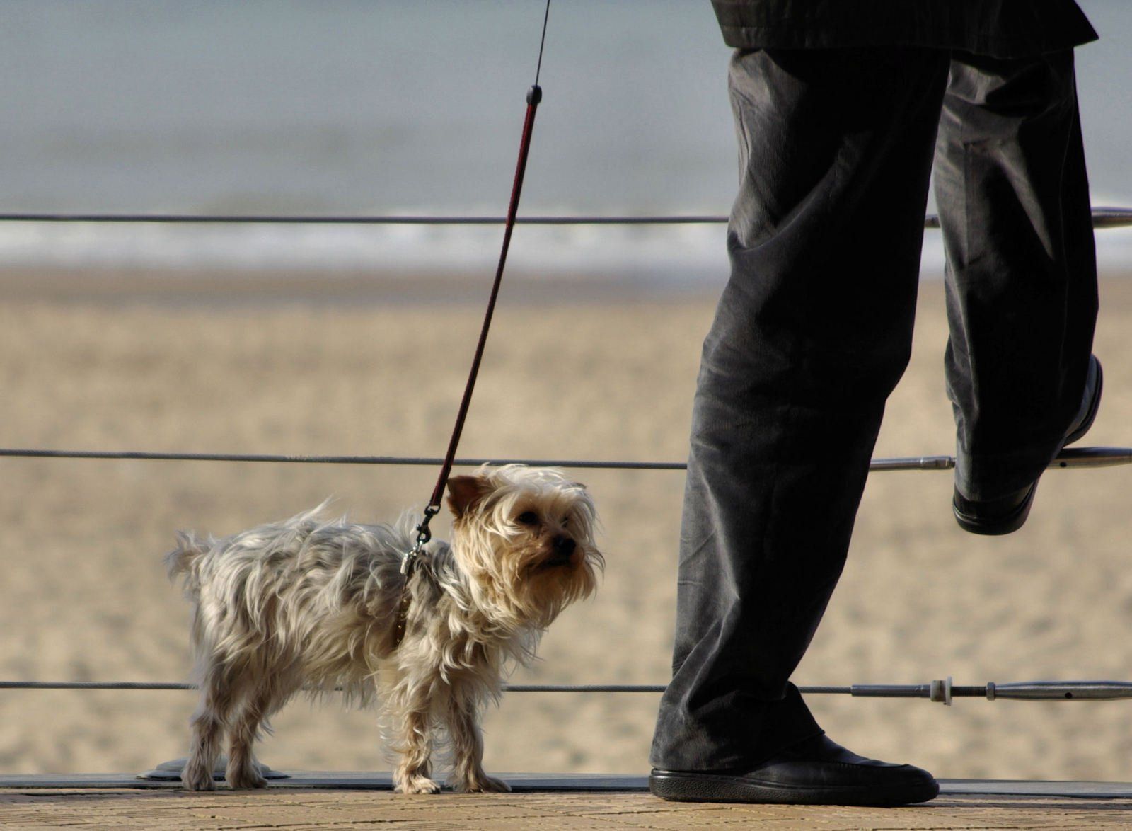 La Policía advierte: lo que no debes hacer si tu perro sufre un golpe de calor