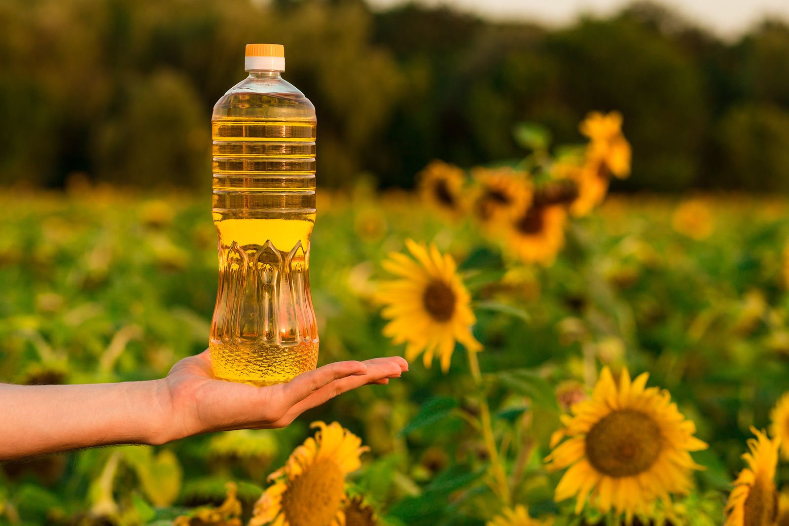 Cómo sacar partido al aceite girasol