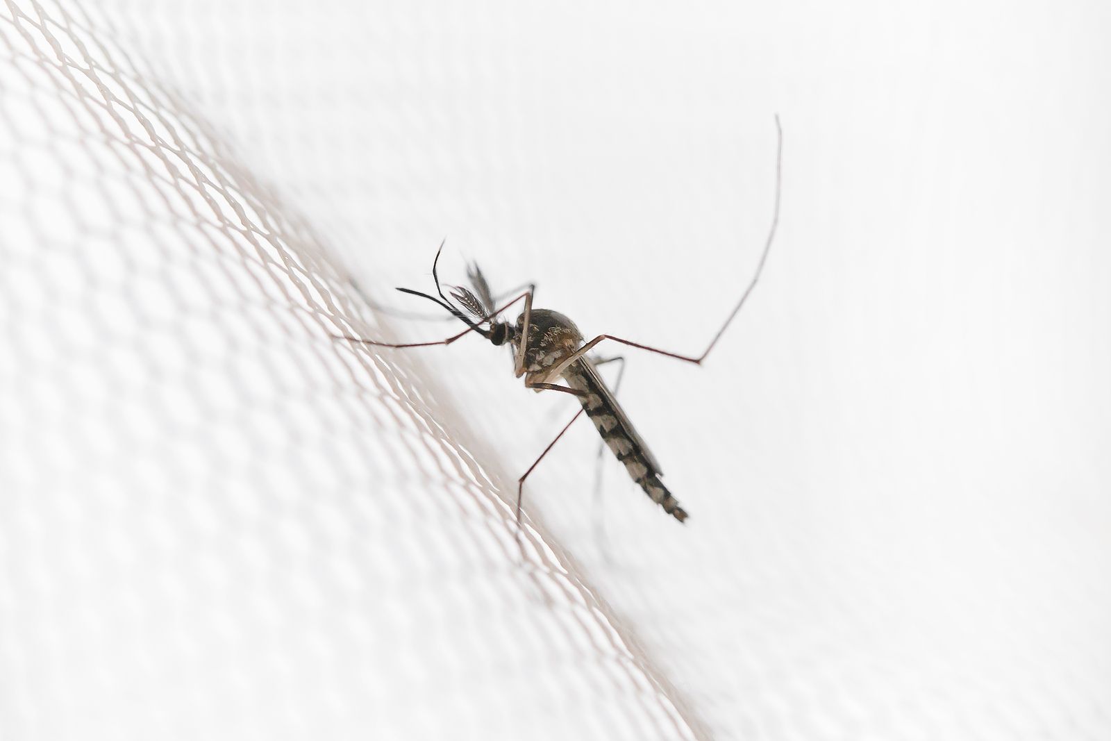 La AEMPS aconseja evitar el uso excesivo de pulseras repelentes de insectos