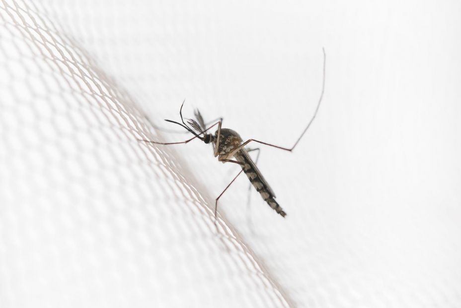 Remedios caseros para mantener tu casa libre de mosquitos