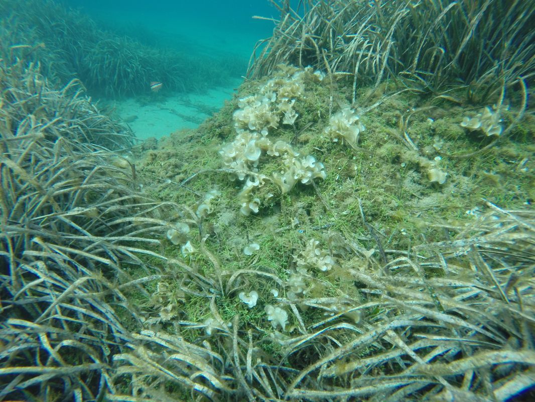 Detectada en el Cap de Creus (Girona) una de las algas más dañinas del Mediterráneo