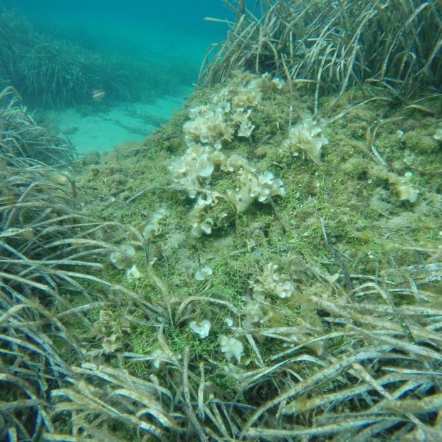 Las algas tropicales se están extendiendo por el Mediterráneo "a un ritmo sin precedentes"