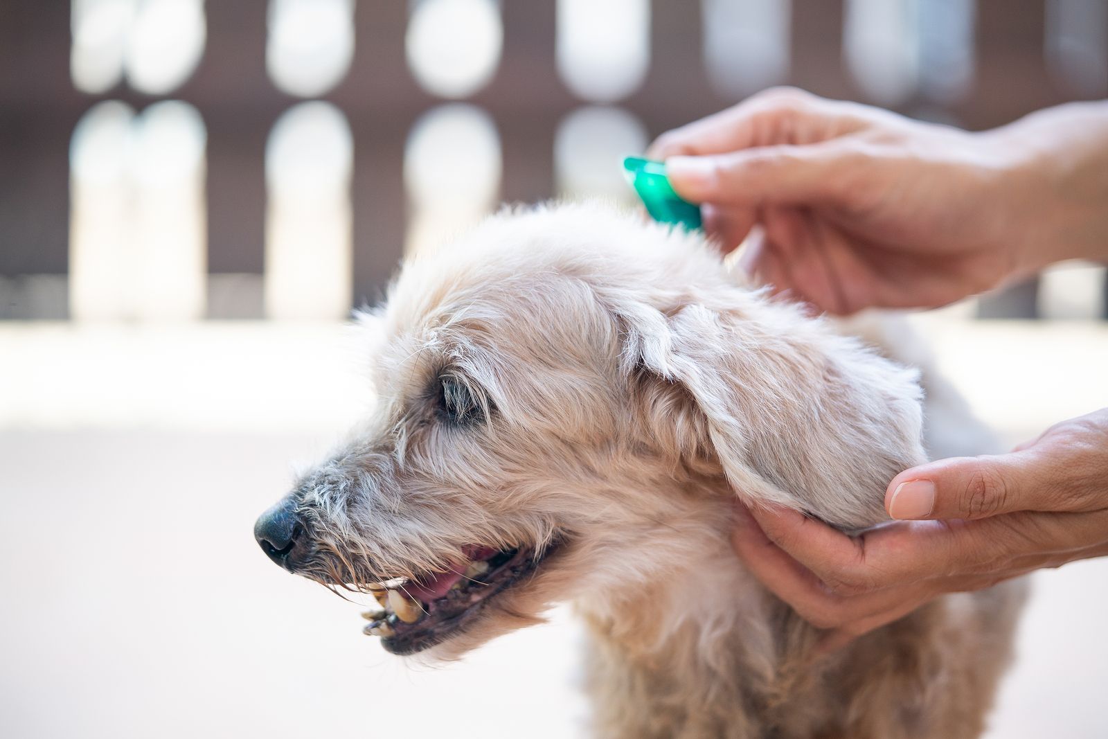 tono preámbulo billetera Cómo prevenir y eliminar las pulgas o garrapatas de tu perro