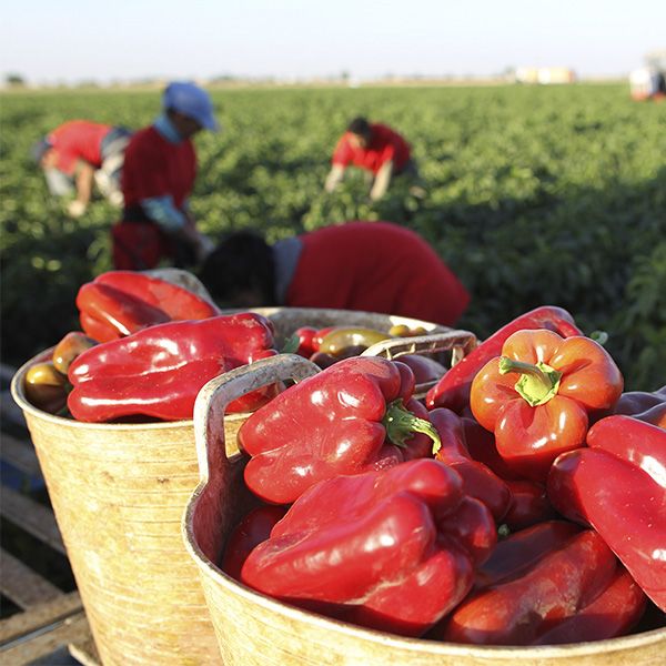 pimiento mercadona 02