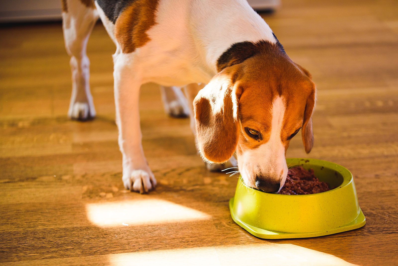 Estos son los mejores piensos que puedes comprar a tu perro, según la OCU