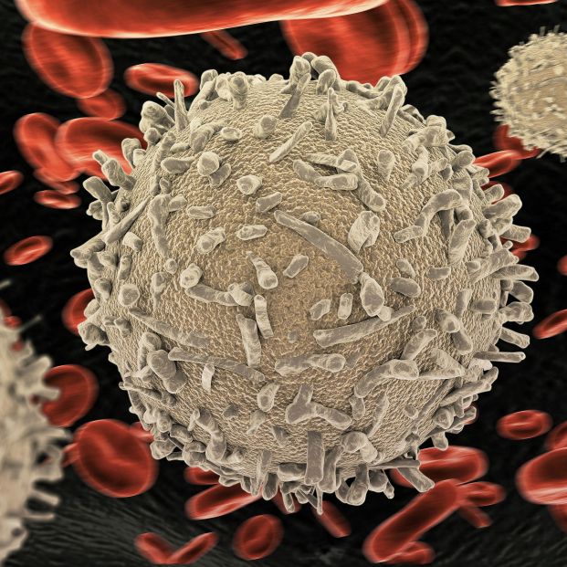 ¿Qué ocurre cuando nuestros leucocitos o glóbulos blancos están bajos? - Foto: Bigstock