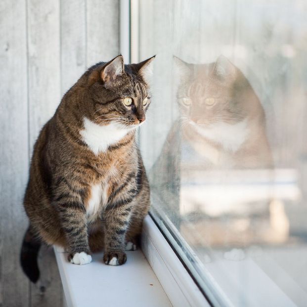 bigstock Cat Sitting On The Window Sill 364263025