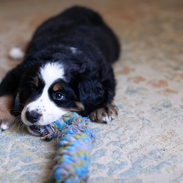 bigstock Adorable Bernese Mountain Dog  370387864