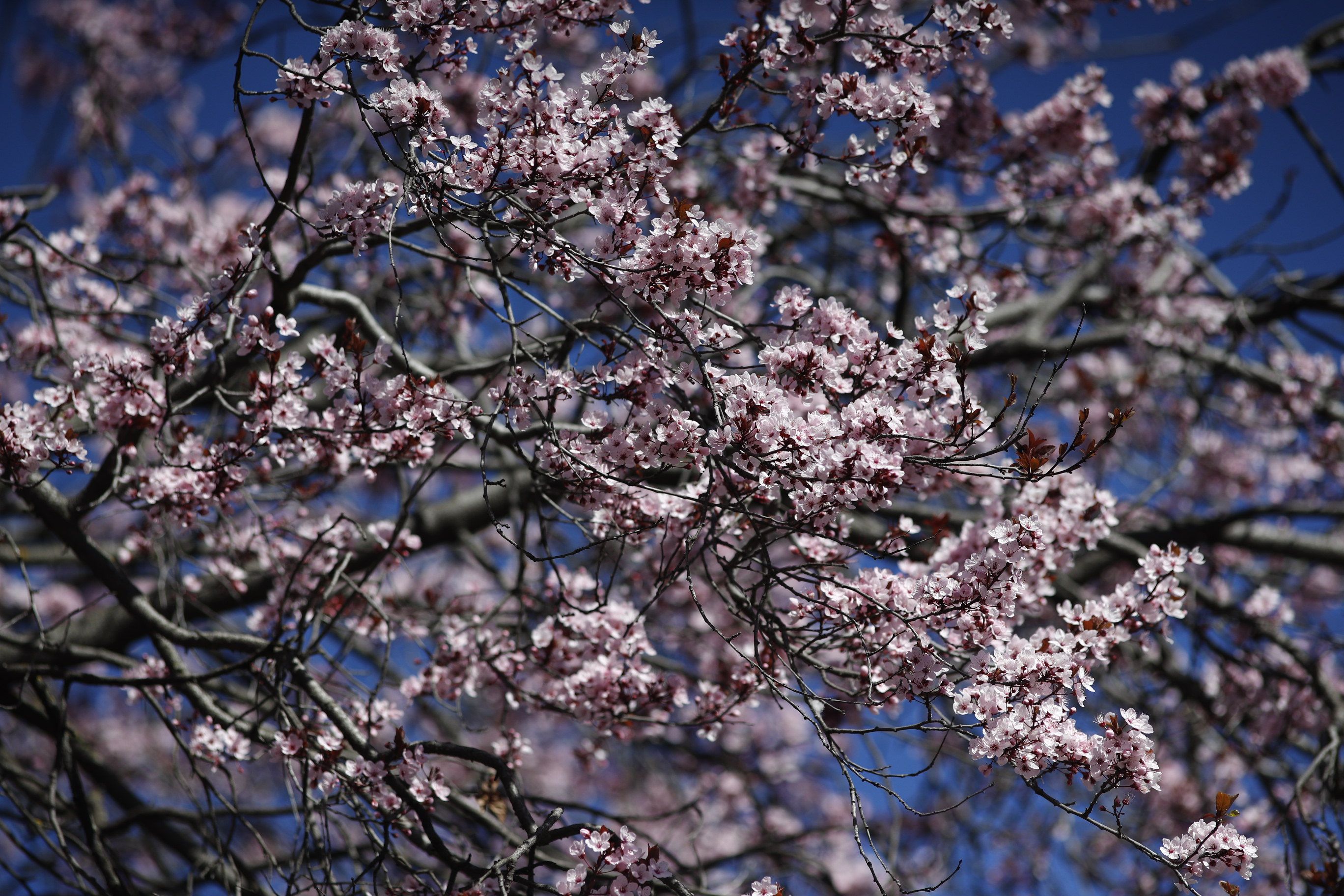 La primavera comenzará más fría de lo normal