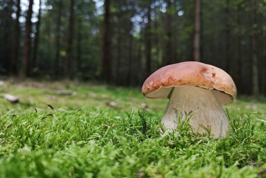 bigstock Close Up Of Boletus Aestivalis 323898799