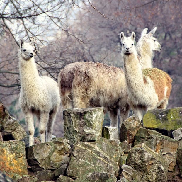 Llamas. Foto: Bigstock Llamas. Foto: Bigstock