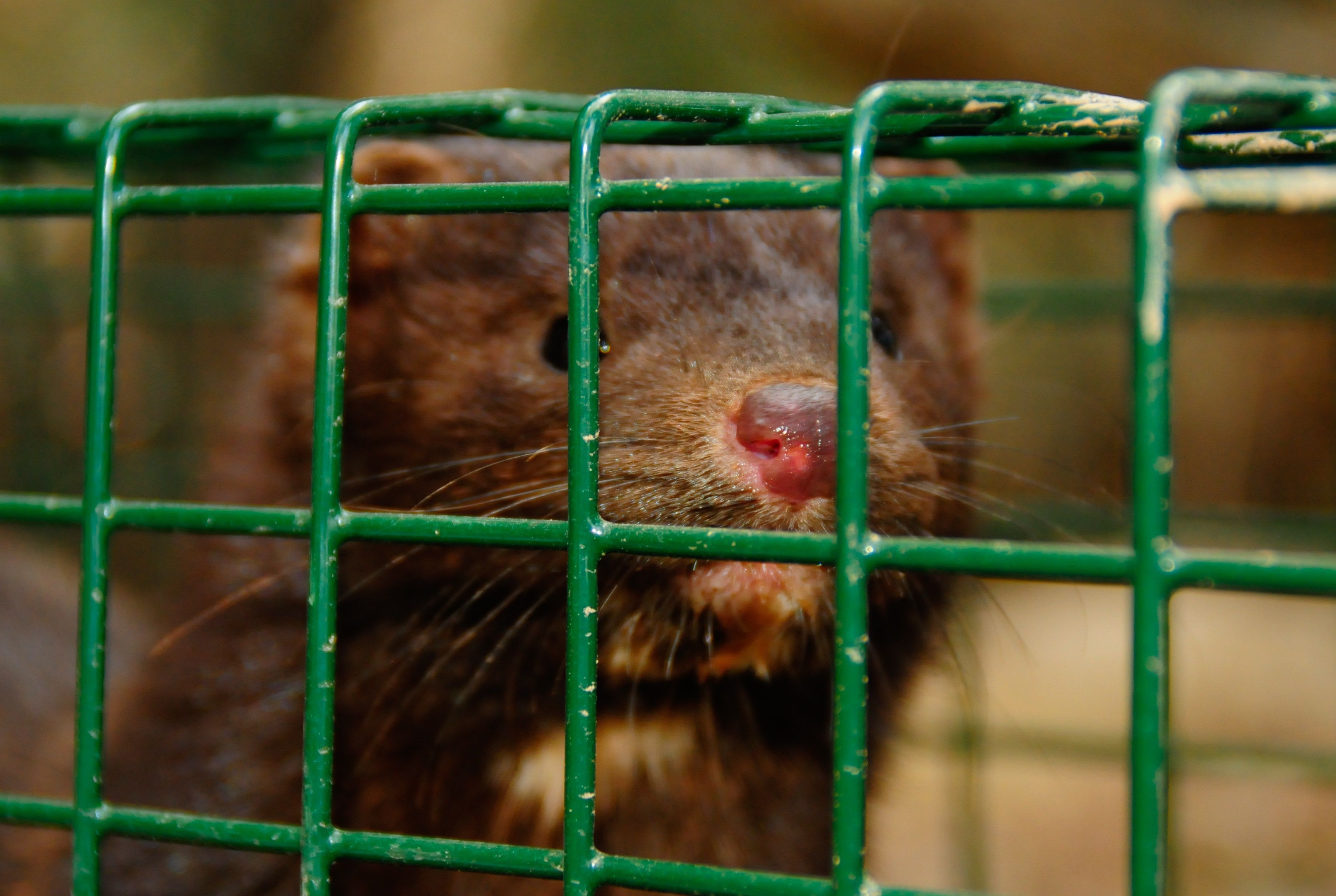 Primer contagio masivo de coronavirus en animales: Aragón ordena sacrificar 92.700 visones