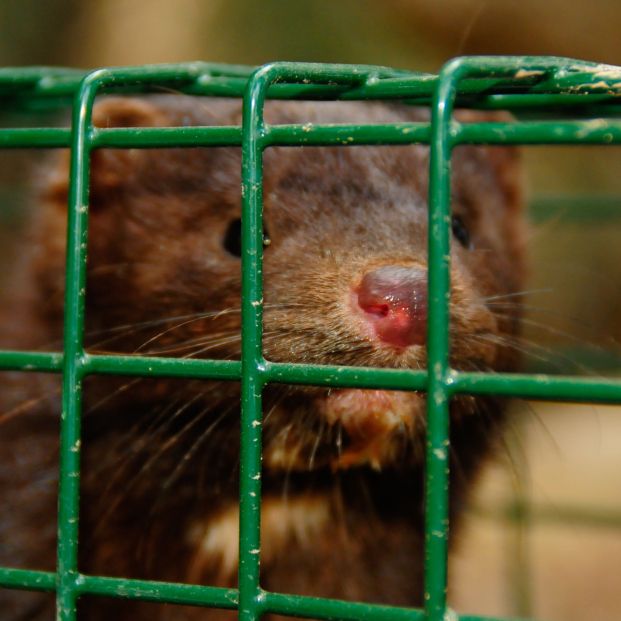 Primer contagio masivo de coronavirus en animales: Aragón ordena sacrificar 92.700 visones