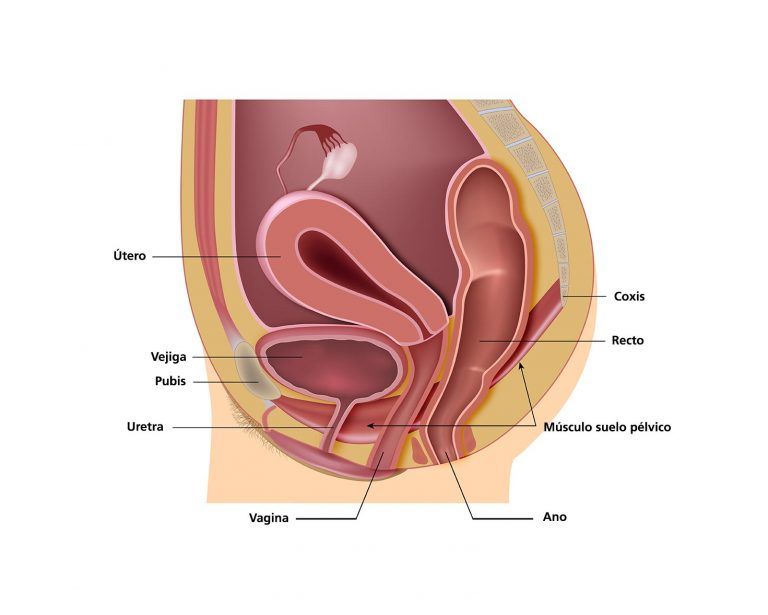 suelo pelvico