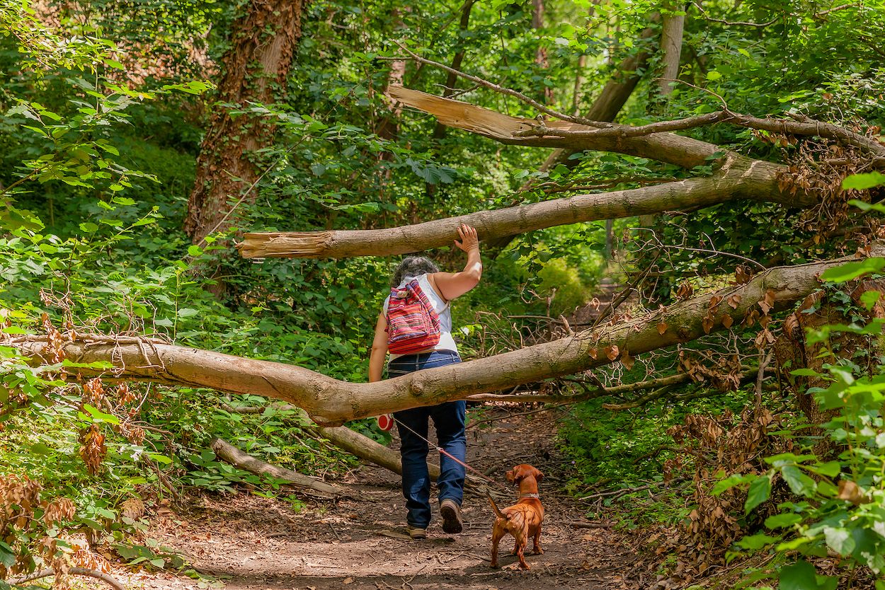 Es hora de darnos un baño de bosque