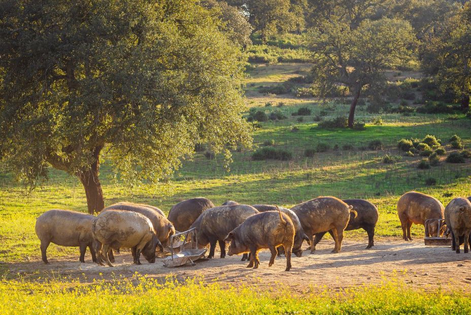 bigstock Pigs In Glassland At Sunset E 354939158