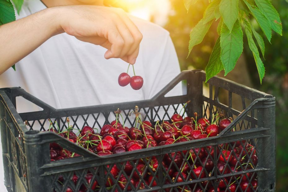 bigstock A Farmer Holds A Box Of Freshl 377074723